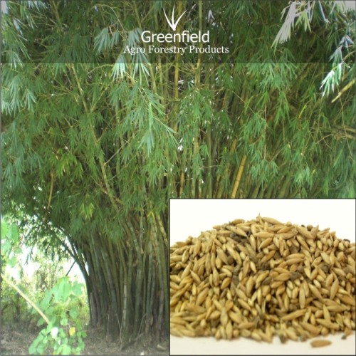 Katanga bamboo forestry tree seeds ( bambusa arundinacea )